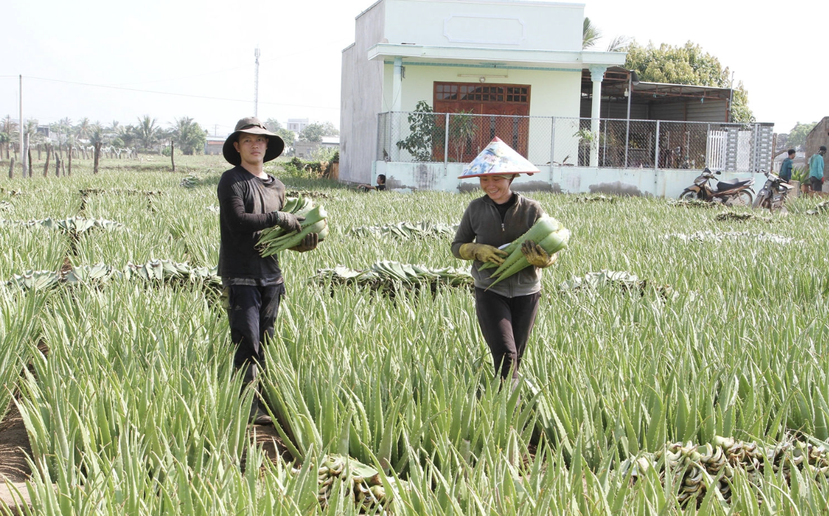 Ninh Thuận: Nông dân no ấm từ cây nha đam